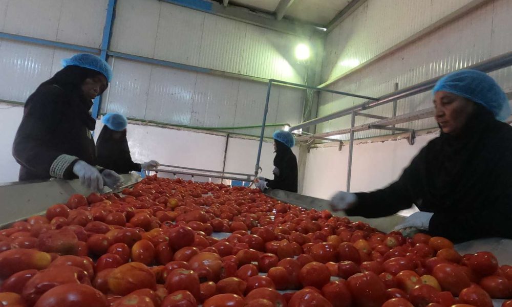 مصنع سابادوفيا لمعجون الطماطم